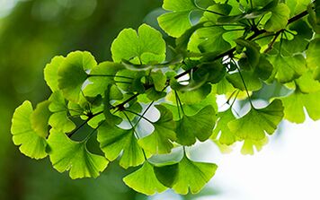 Ginkgo Biloba heals the male body, improving blood flow in the pelvic organs