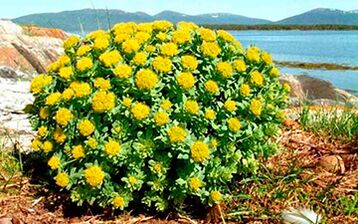 Rhodiola rosea for the preparation of decoctions and tinctures that increase potency