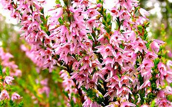 Siberian sainfoin in the fight against male impotence