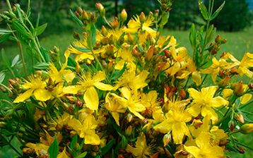 St. John's Wort is an effective natural aphrodisiac and antidepressant for men