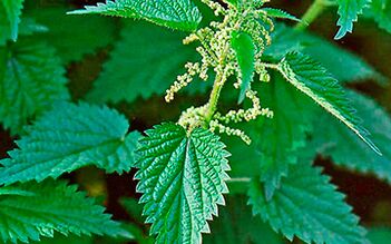 Stinging nettle - a medicinal herb for men's health