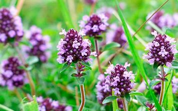 Thyme is useful for potency, but has contraindications for use